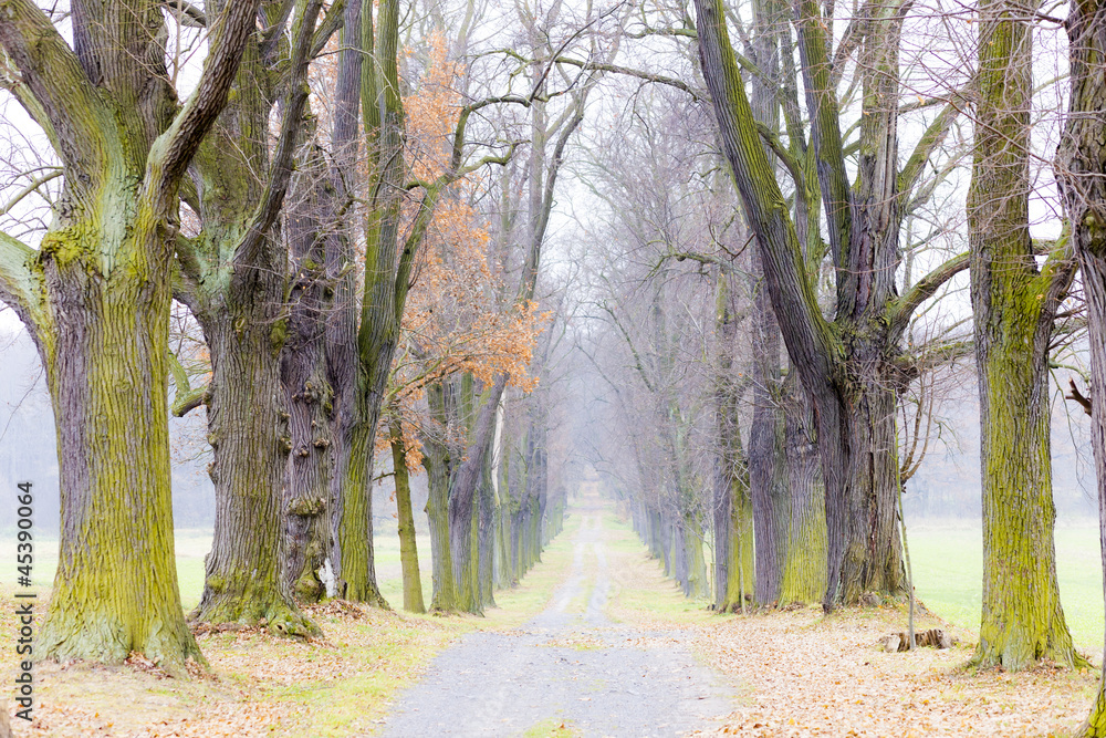 autumnal alley autumnal alley