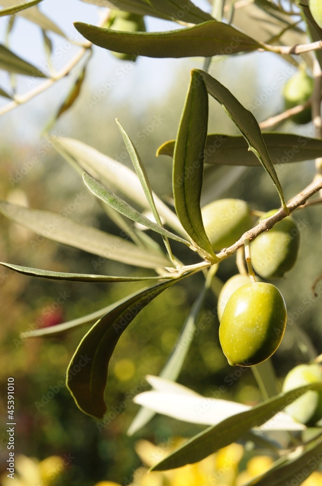 olive extravergini