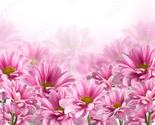 Fototapeta Naklejka Na Ścianę i Meble -  pink blooming chrysanthemum flowers