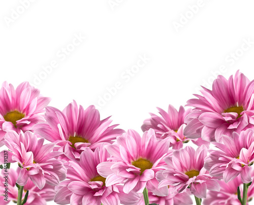 pink blooming chrysanthemum flowers on white background