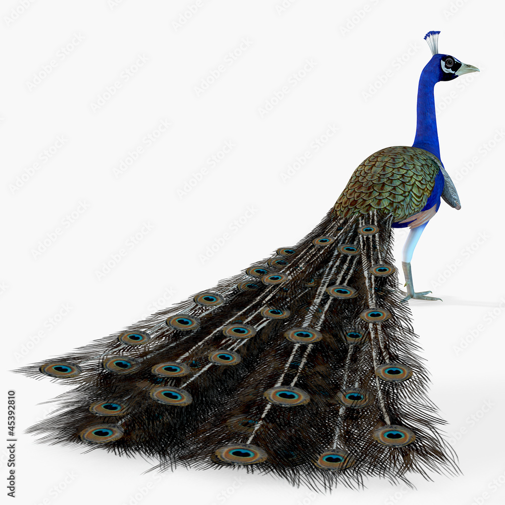Obraz premium Peacock Profile