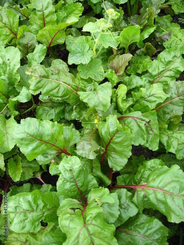 Green bed of the fresh beet