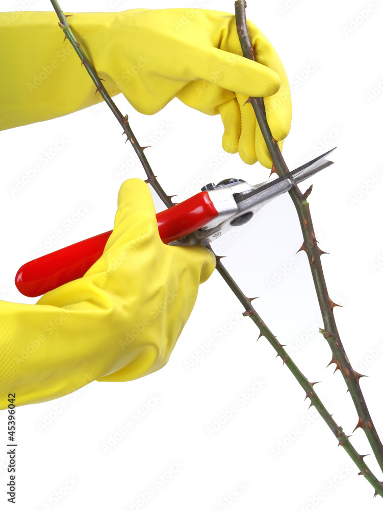 Pruning rose bushes  with secateurs isolated on white - obrazy, fototapety, plakaty 