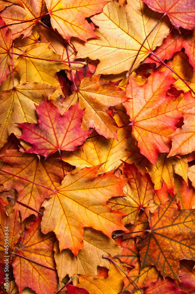 autumn background with maple leaves autumn background with maple leaves