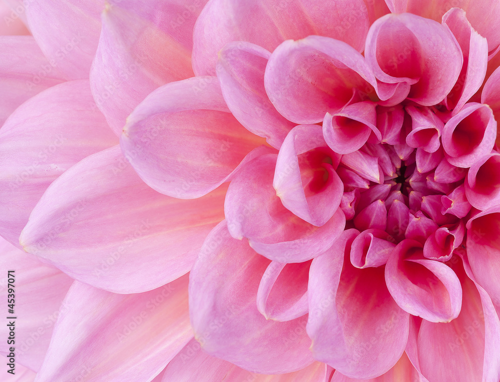 dahlia
