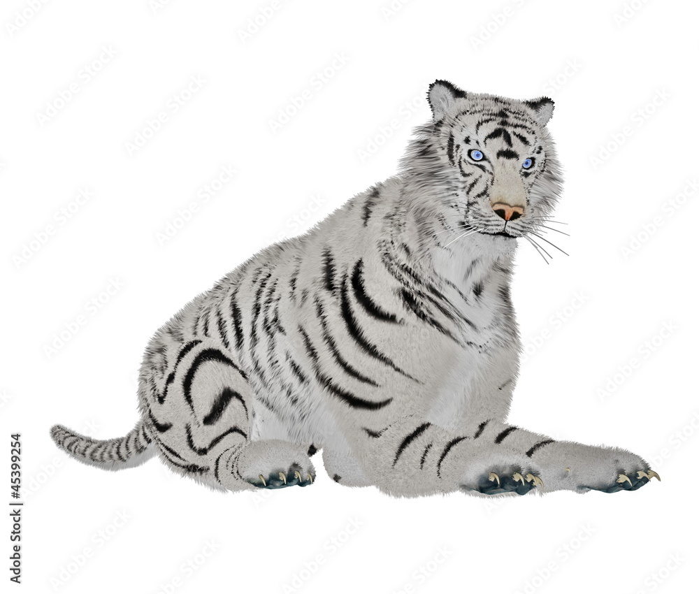 White tiger relaxing
