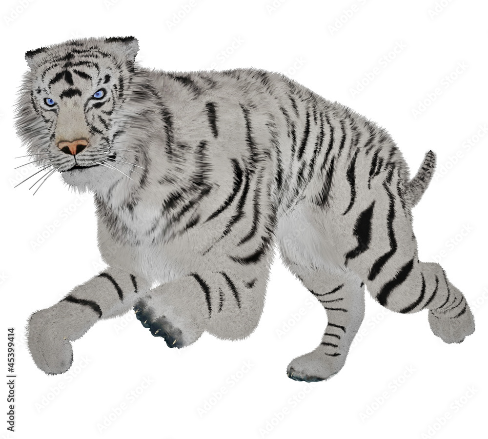 Obraz premium White tiger running