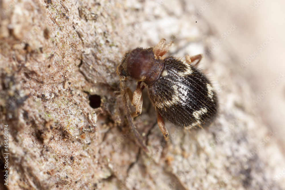 Ptinus rufipes on wood, extreme close-up with high magnification Ptinus rufipes on wood, extreme close-up with high magnification