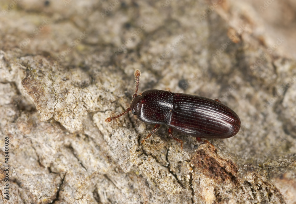 Minute bark beetle (cerylon fagi) on wood, extreme close-up Minute bark beetle (cerylon fagi) on wood, extreme close-up