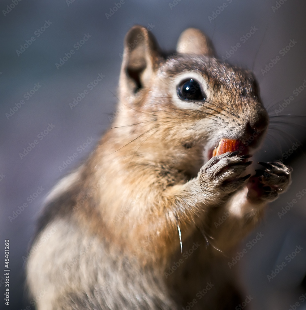 Chipmunk