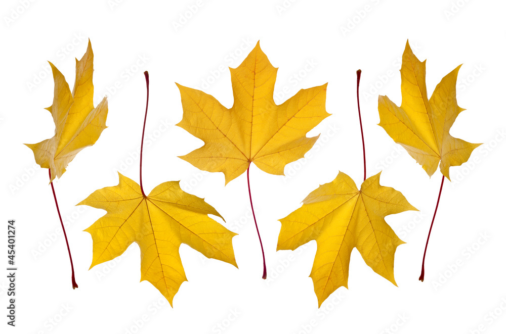 collection of colorful autumn maple leafs collection of colorful autumn maple leafs