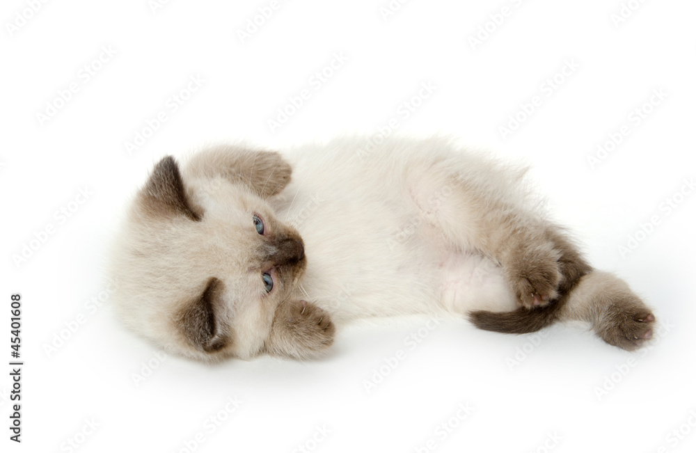 Obraz premium Cute kitten laying down