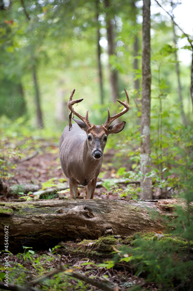 Fototapeta premium White-tailed deer buck