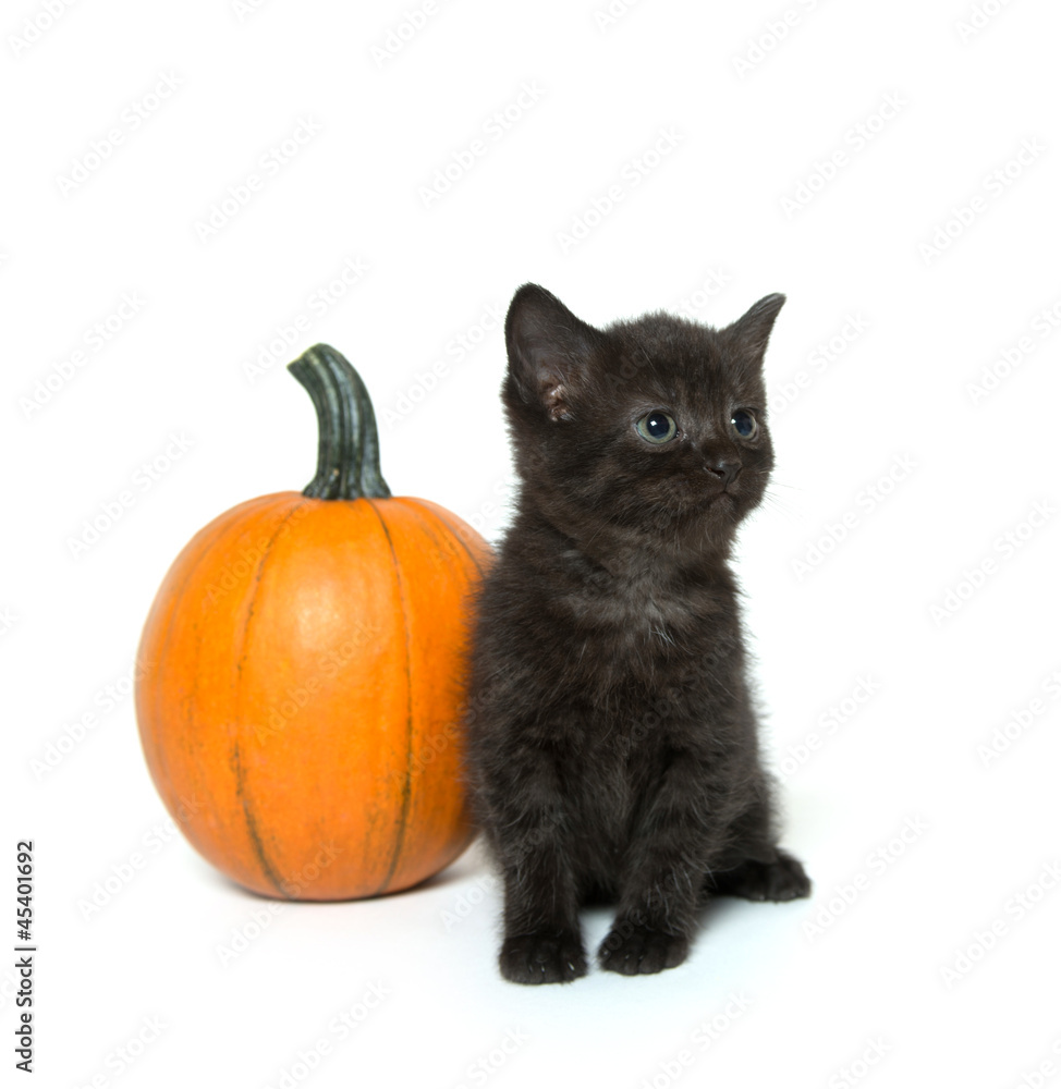 Cute black kitten and pumpkin Cute black kitten and pumpkin