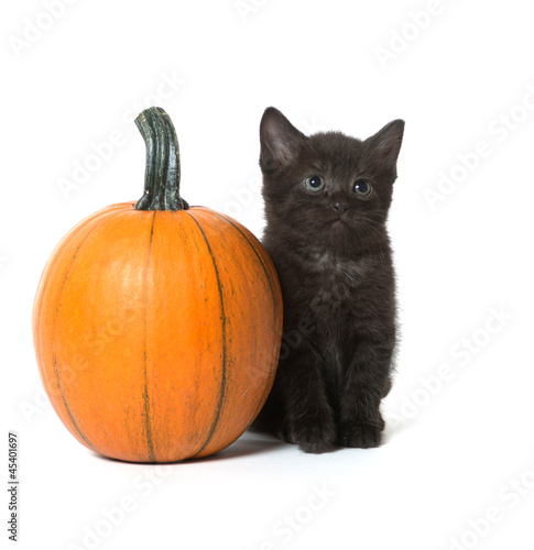 Cute black kitten and pumpkin © Tony Campbell