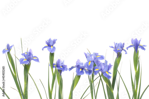 Fototapeta Naklejka Na Ścianę i Meble -  Bouquet of irises on a white