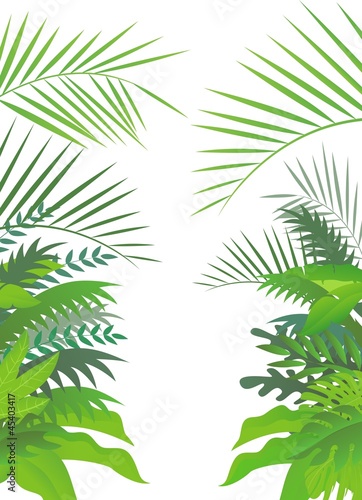 tropical forest background