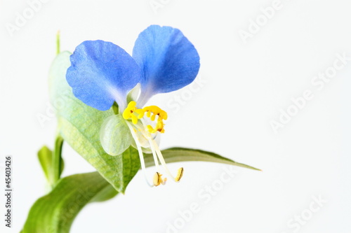 小さな青い露草Asiatic dayflower