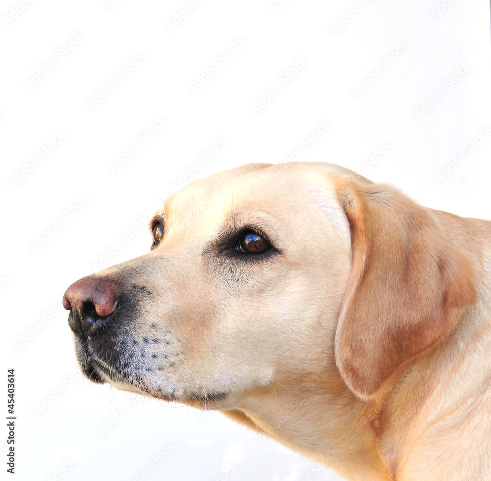 labrador dog labrador dog