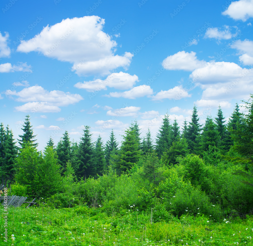 Forest and sky Forest and sky