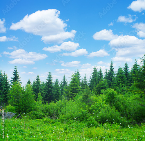 Fototapeta Naklejka Na Ścianę i Meble -  Forest and sky