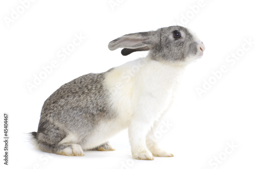 rabbit isolated against white © camellias