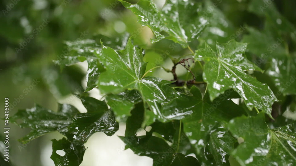 Maple leaves. Rain. Clip 2.