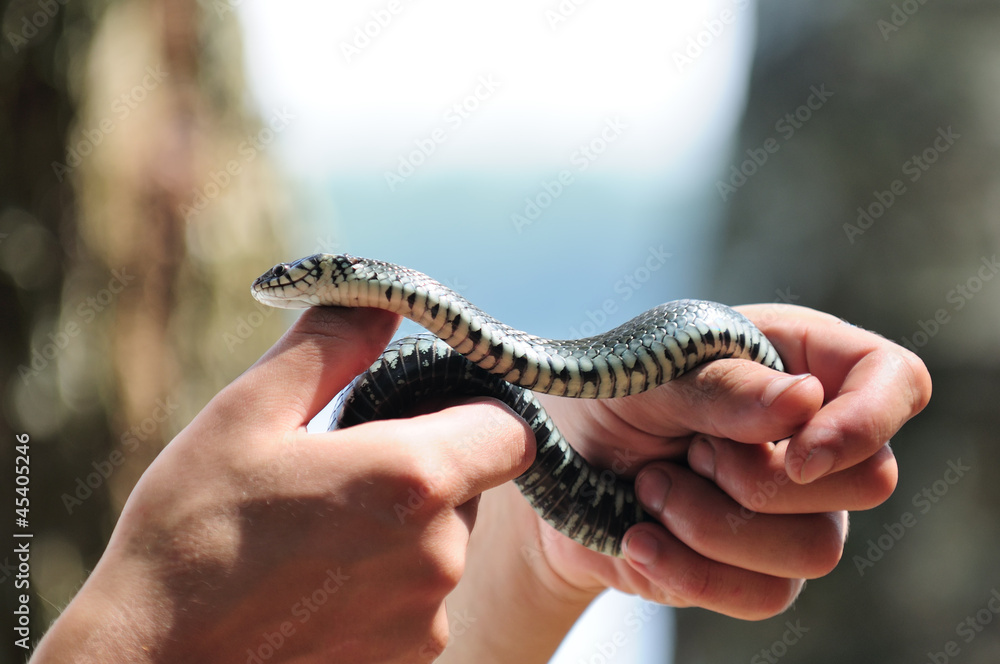 Fototapeta premium Hands Holding Common Water Snake (Natrix)