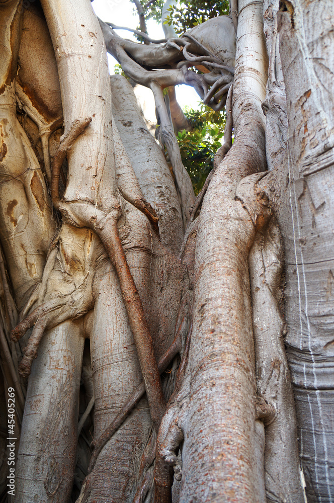 Ficus Macrophylla in the Villa Garibaldi of Palermo in Sicily