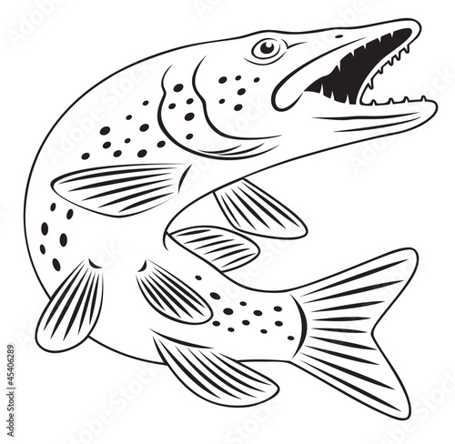 pike fish