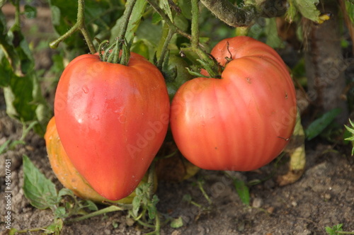 tomates Rose de Berne