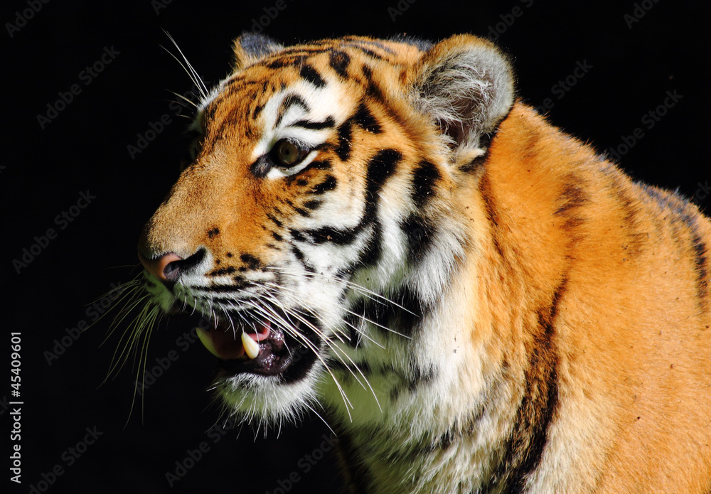 Naklejka premium Tiger