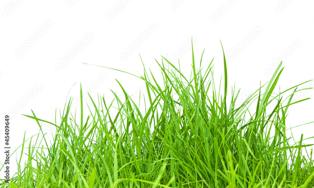 Obraz premium Grass