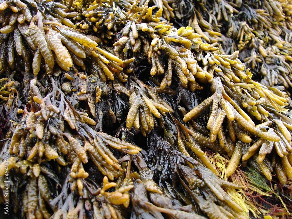 Detail of seaweed on Jan Mayen island