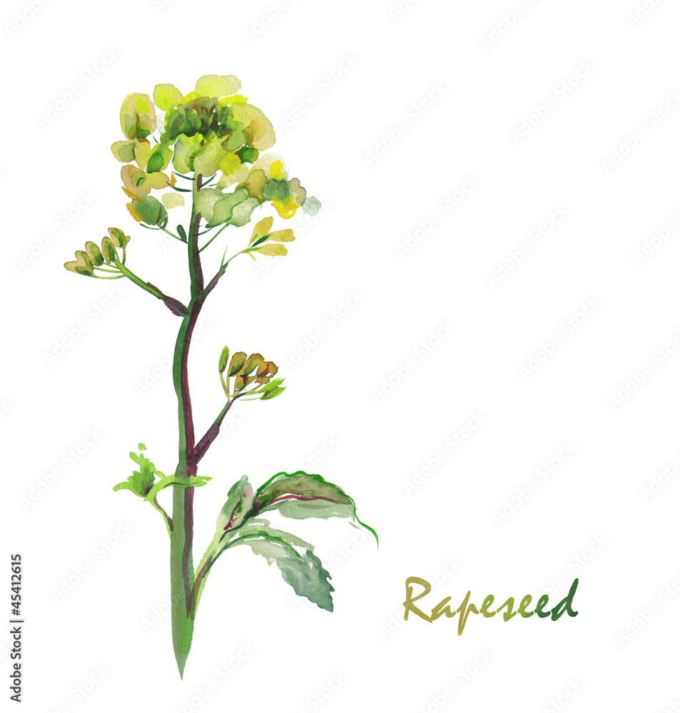 Obraz premium Watercolor -Rapeseed flower-