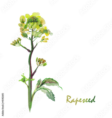 Watercolor -Rapeseed flower-