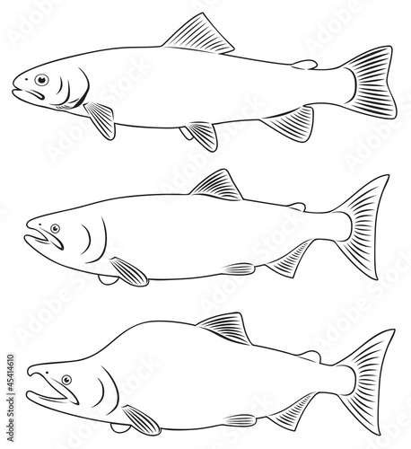red fish
