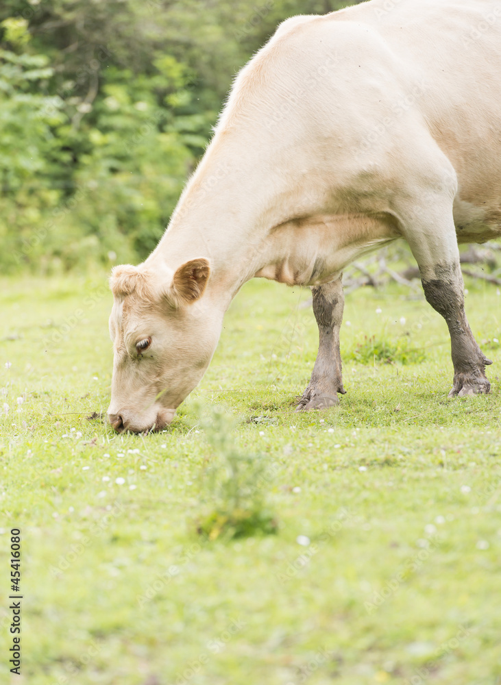 Fototapeta premium Cow on pasture, Sweden