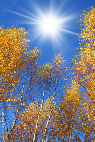 Autumn trees and sun