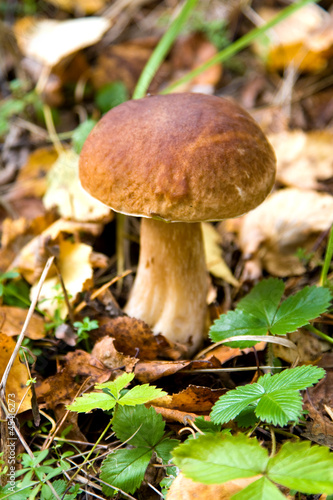 Autumn season, mushroom cep
