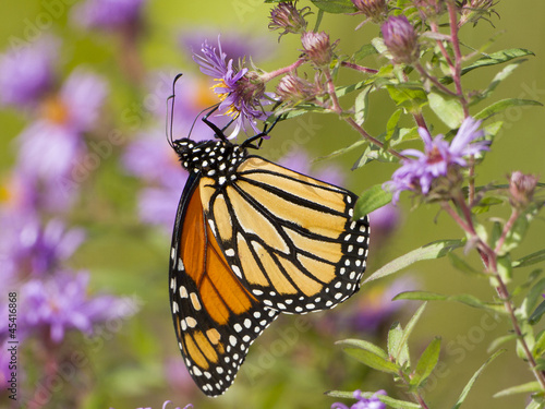 Monarch Butterfly Nectaring on New England Aster
