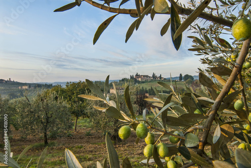 Villa Above the Olive Trees