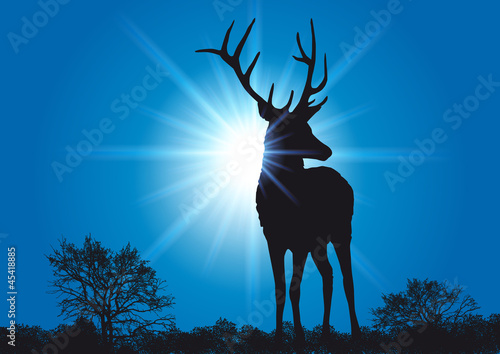 Cerf_Soleil_Rayons