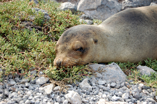 A sea lion on shore in the Galapagos Islands