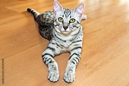 Obraz na płótnie Young egyptian mau