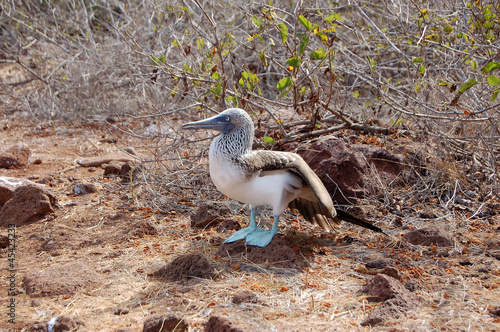 Fotografía Blue-footed booby standing on volcanic rock