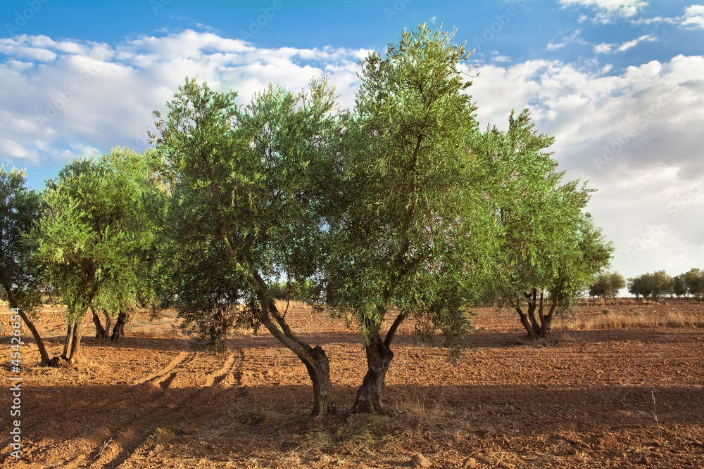 Olive tree orchard view in summer
