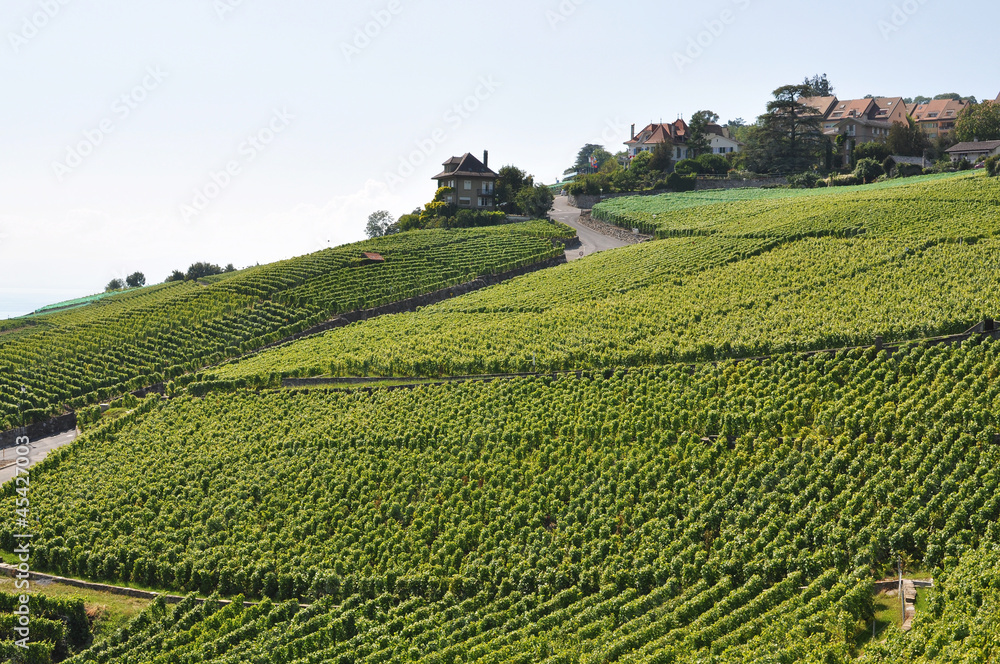 Vineyards in Lavaux against Geneva lake, Switzerland