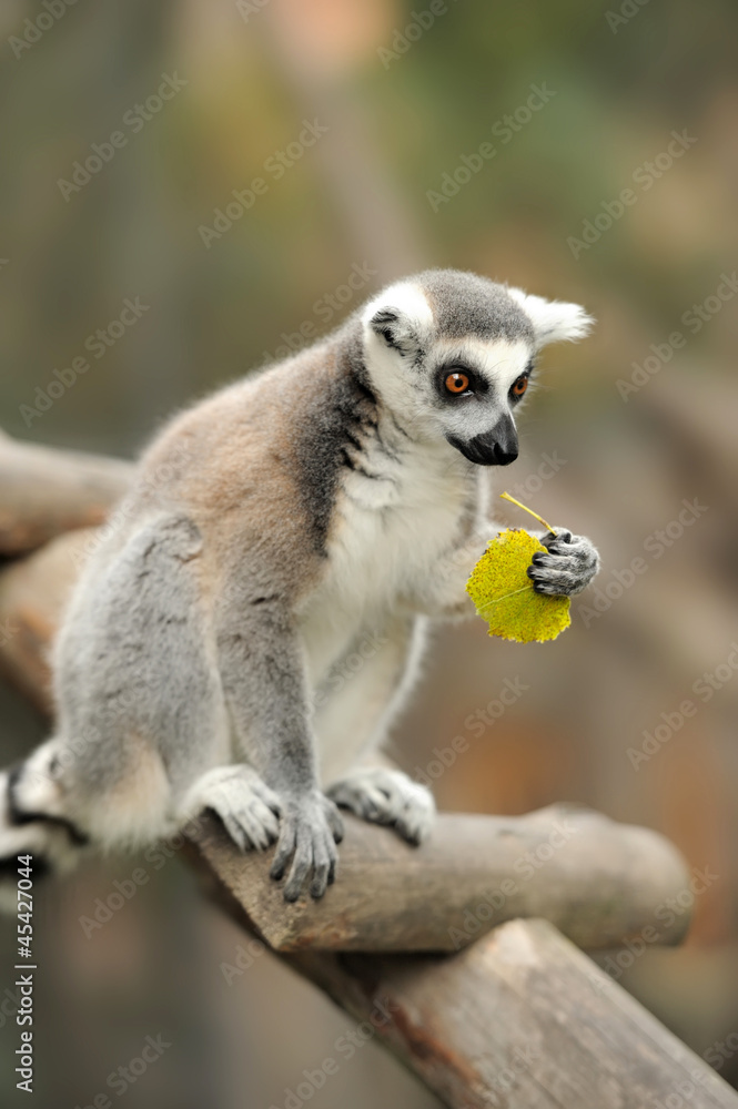 Fototapeta premium Lemur