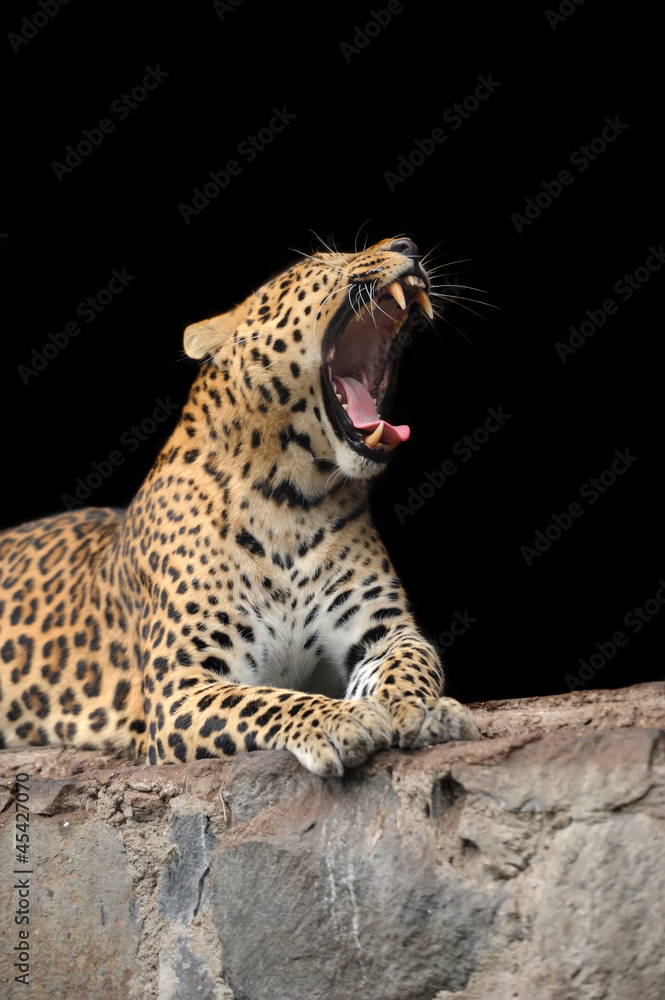 Obraz premium Leopard